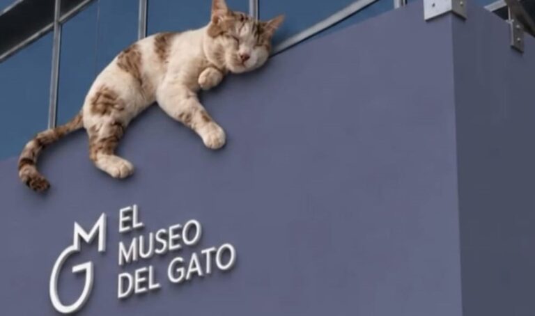 Se inauguró en México el Museo del Gato, un espacio interactivo único en el mundo